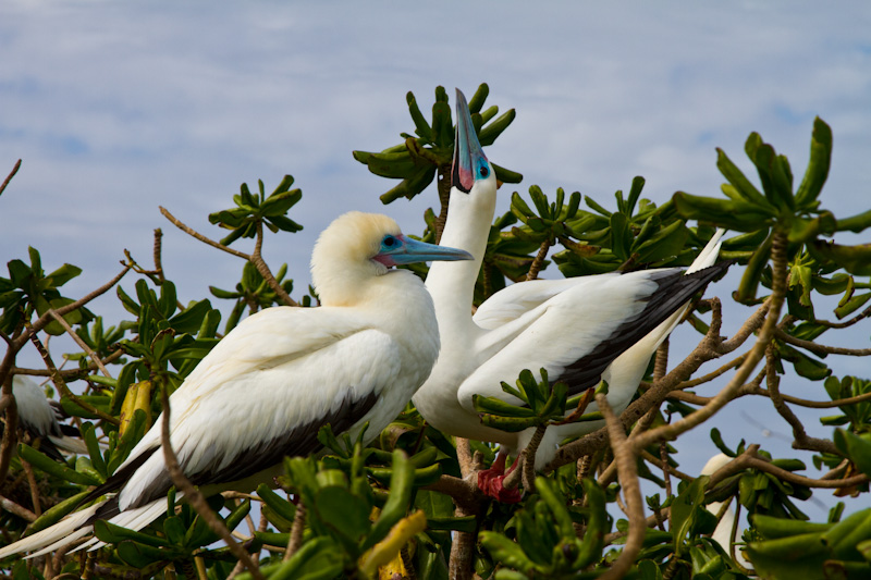 Red-Footed Boobys