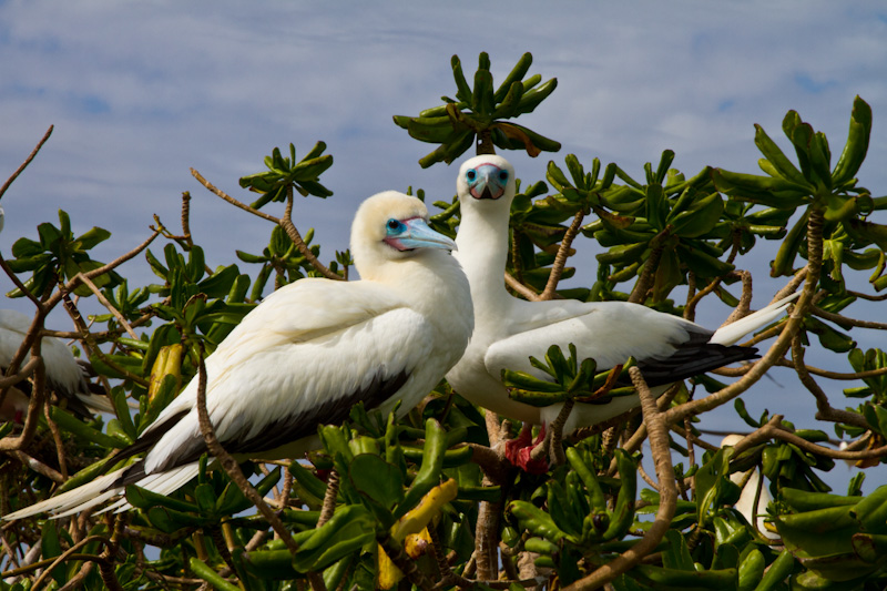 Red-Footed Boobys