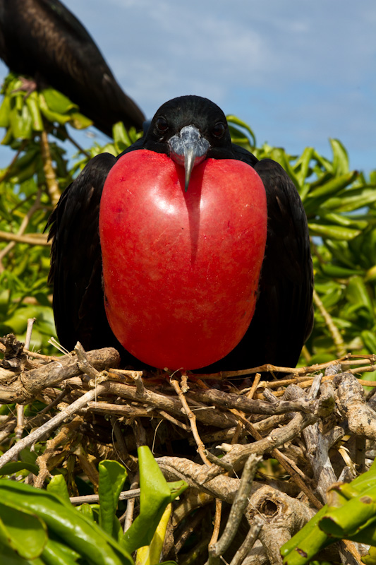 Great Frigatebird