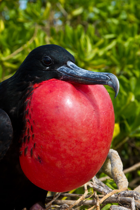 Great Frigatebird