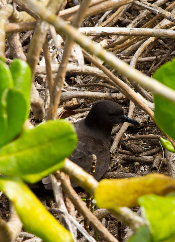 Christmas Shearwater