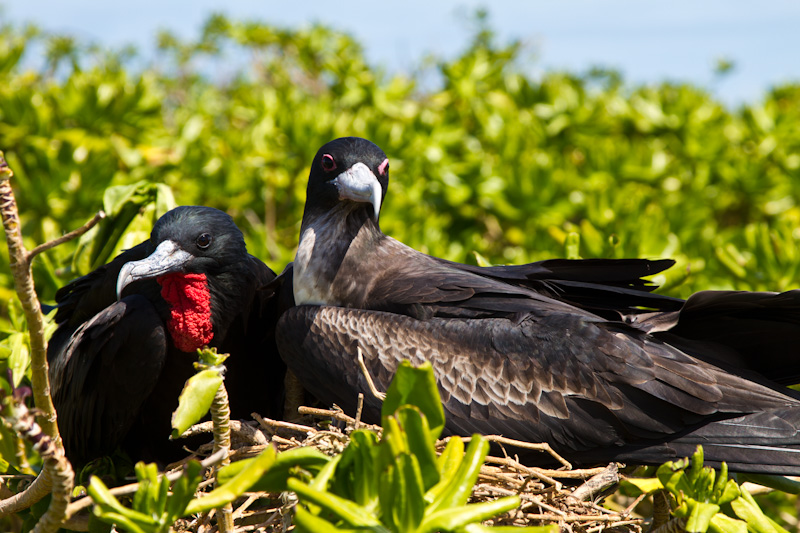 Great Frigatebirds On Nest