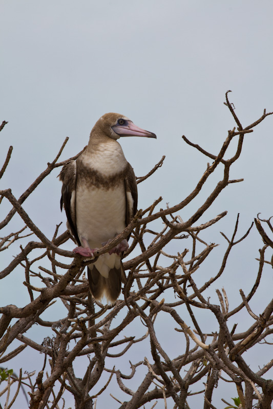 Red-Footed Booby