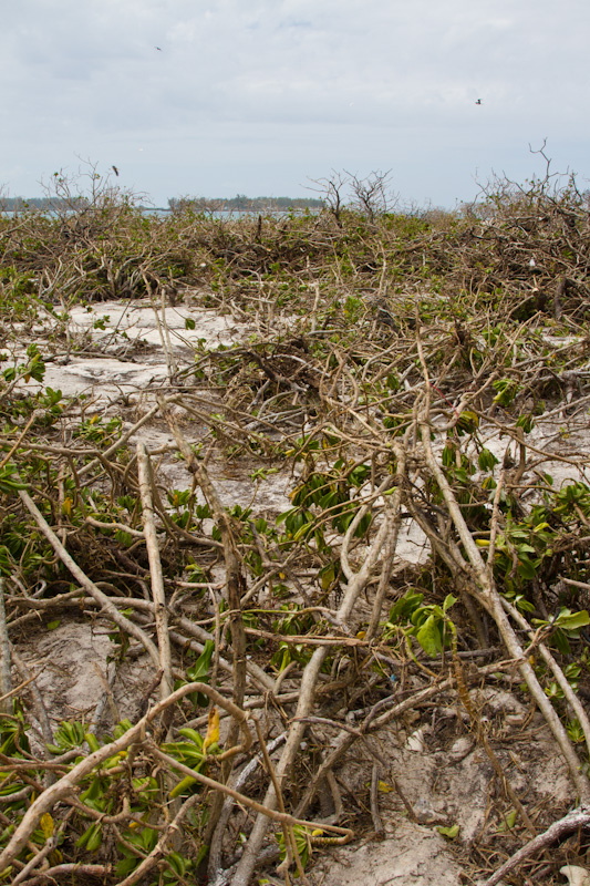 Tsunami Debris