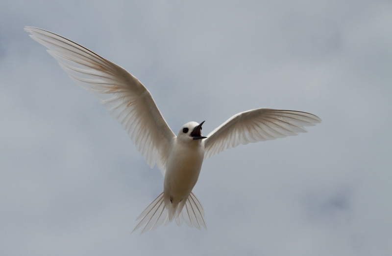 White Tern In Flight