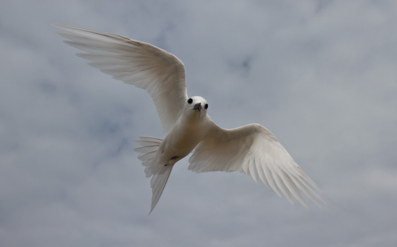 White Tern In Flight