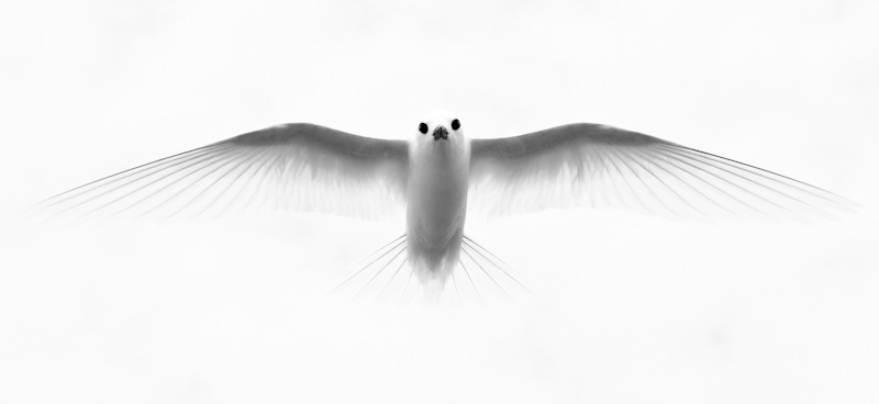 White Tern In Flight