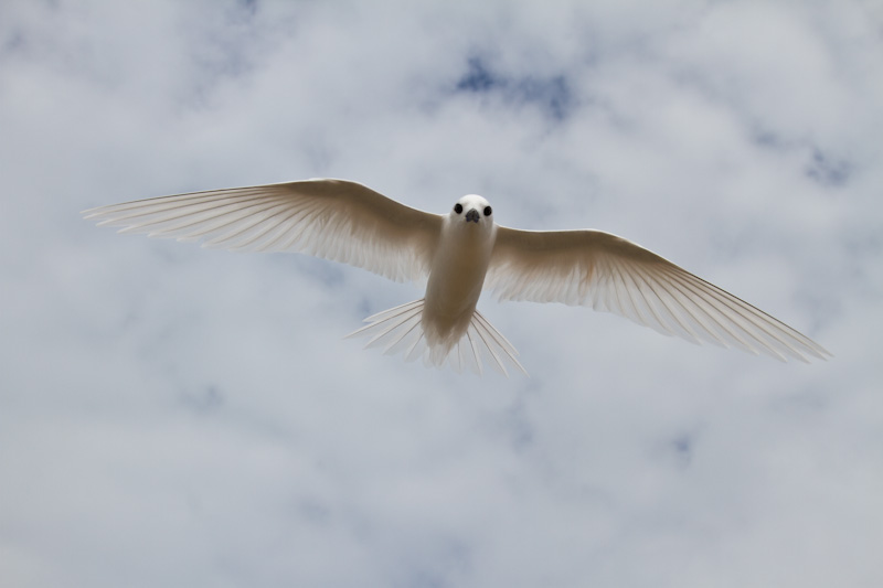 White Tern In Flight