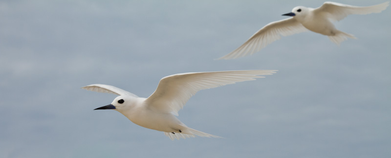 White Tern In Flight