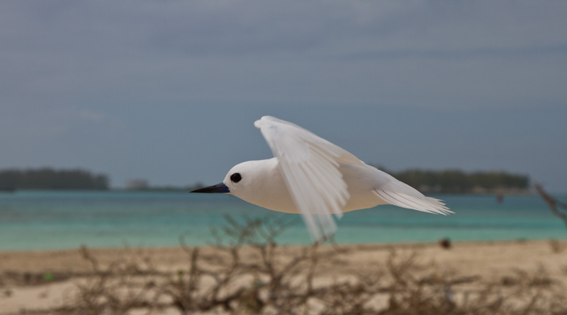 White Tern In Flight