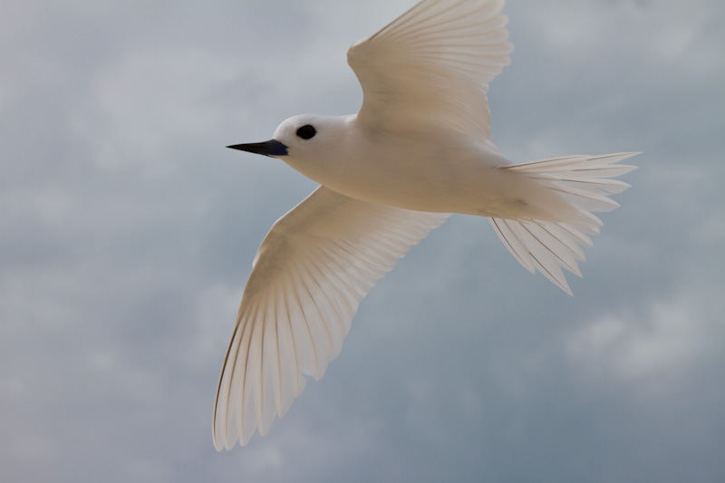 White Tern In Flight