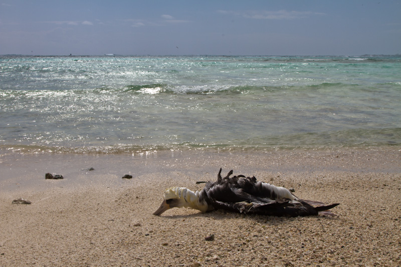 Drowned Laysan Albatross On Beach