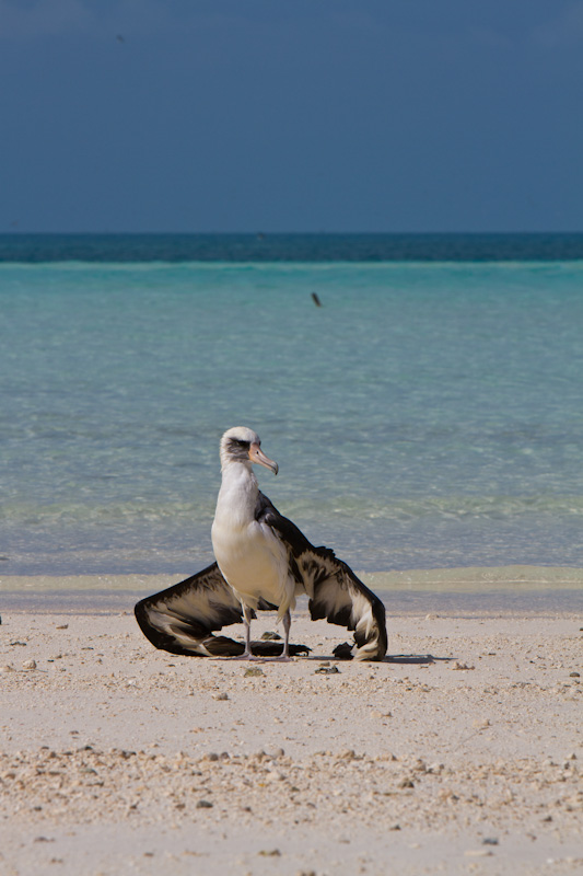Tsunami Swamped Laysan Albatross Drying Wings