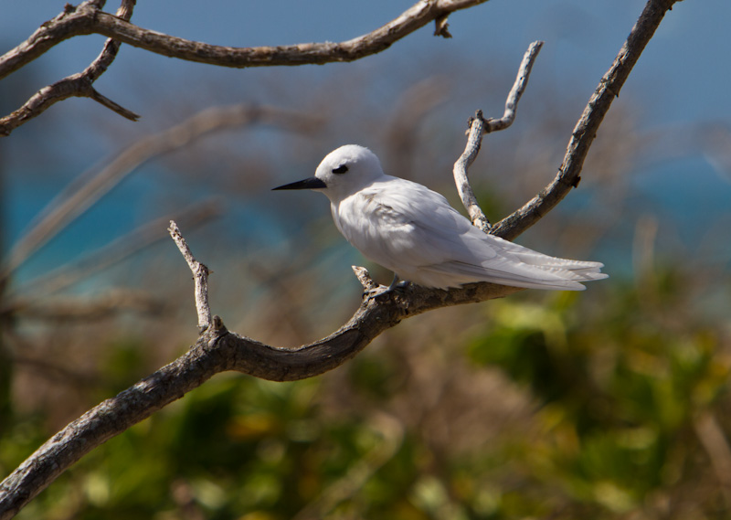 White Tern