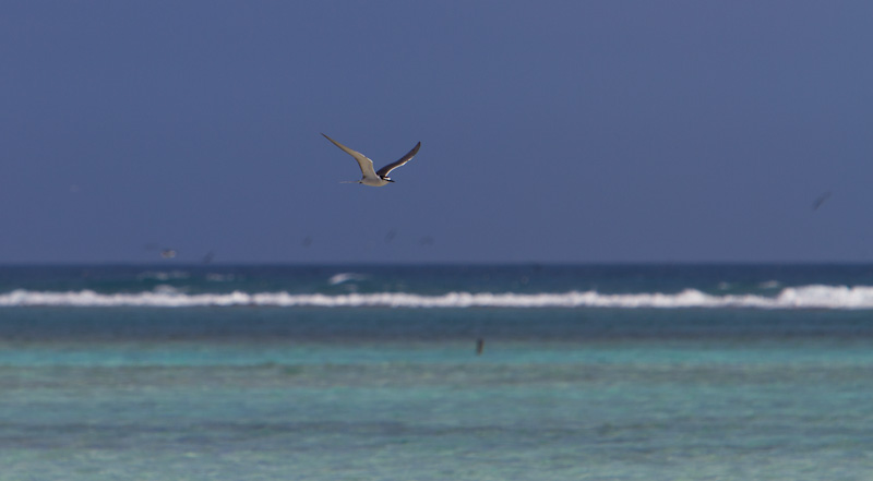 Gray-Backed Tern In Flight