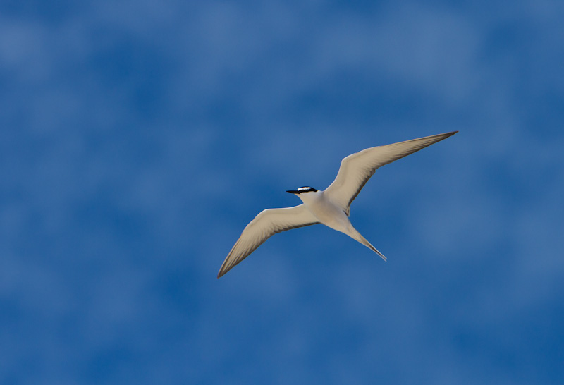 Gray-Backed Tern In Flight