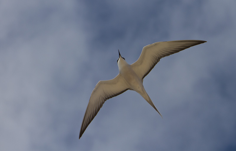 Gray-Backed Tern In Flight