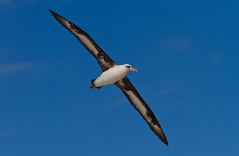 Laysan Albatross In Flight