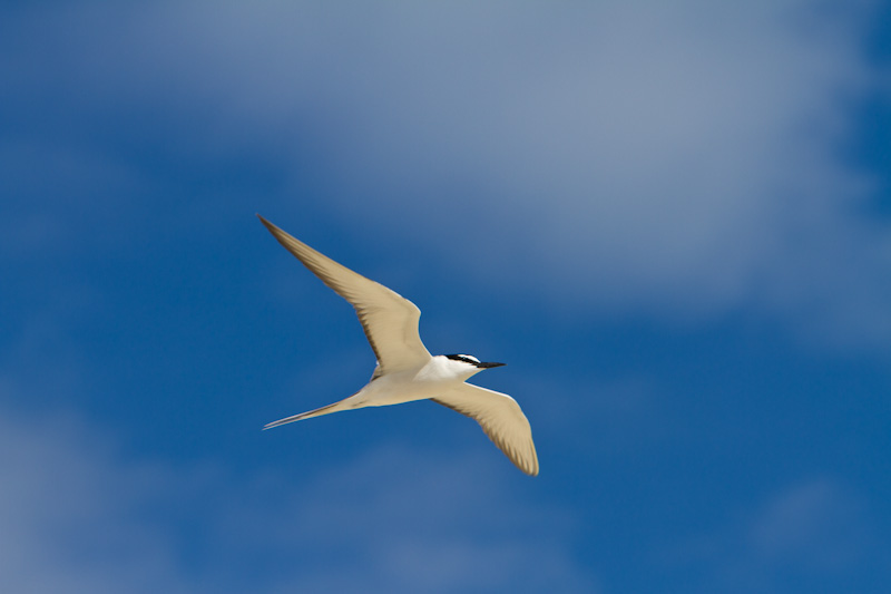 Gray-Backed Tern In Flight