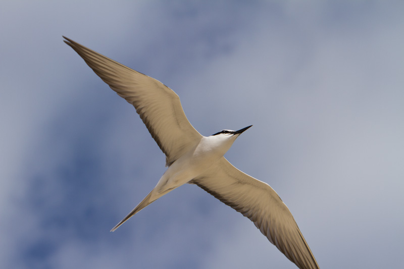 Gray-Backed Tern In Flight