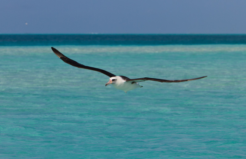 Laysan Albatross In Flight