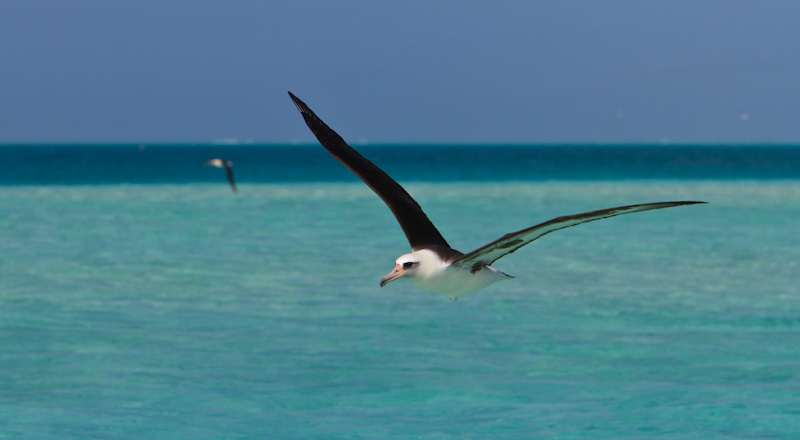 Laysan Albatross In Flight