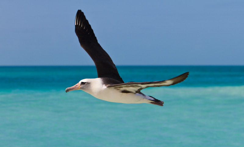 Laysan Albatross In Flight