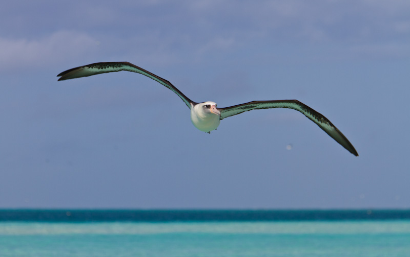 Laysan Albatross In Flight