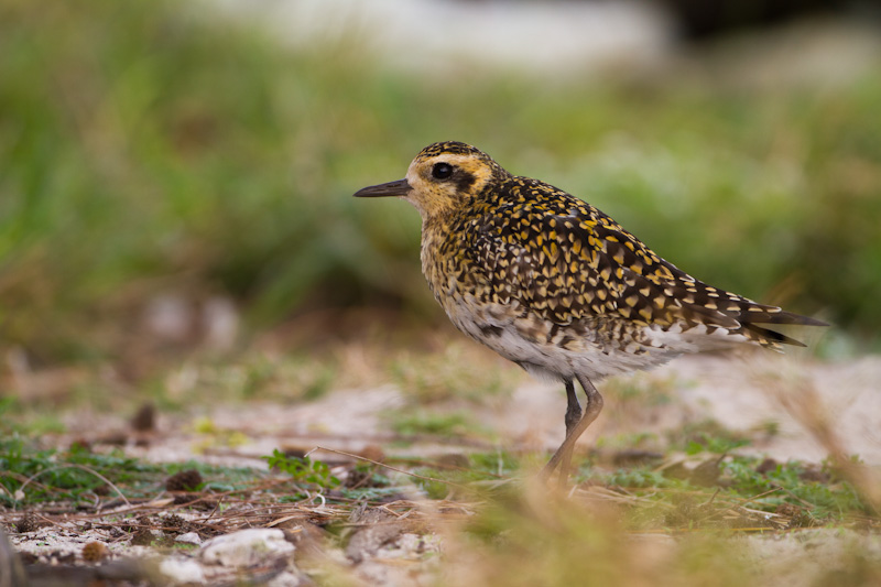 Pacific Golden Plover