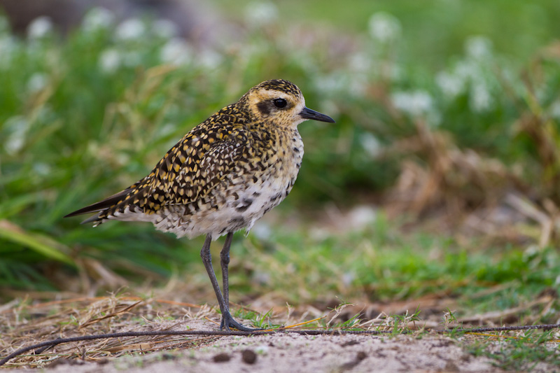 Pacific Golden Plover