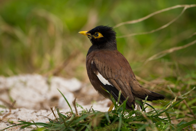 Common Myna