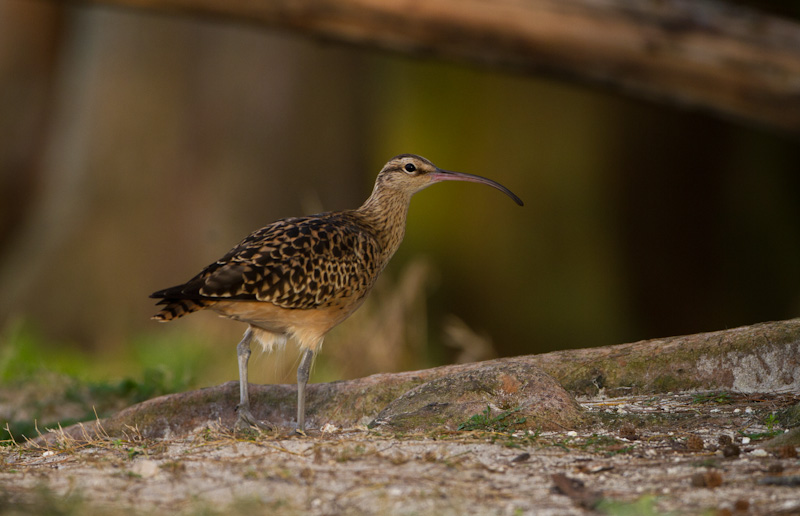 Bristle-Thighed Curlew