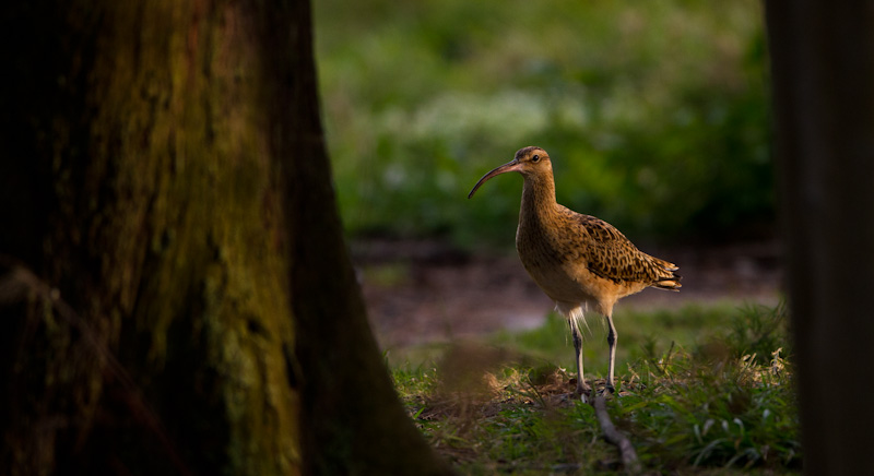 Bristle-Thighed Curlew