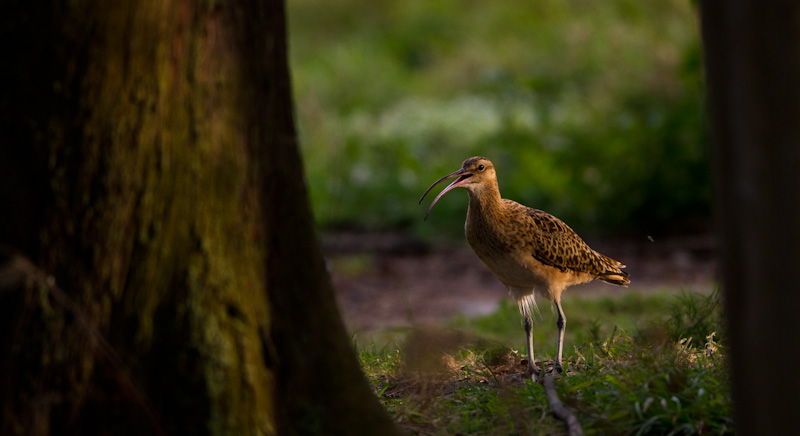 Bristle-Thighed Curlew