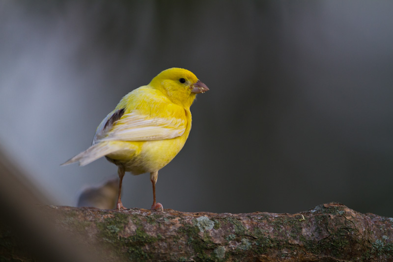 Island Canary