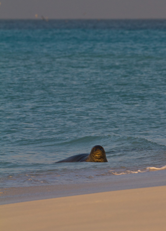 Hawaiian Monk Seal In Surf