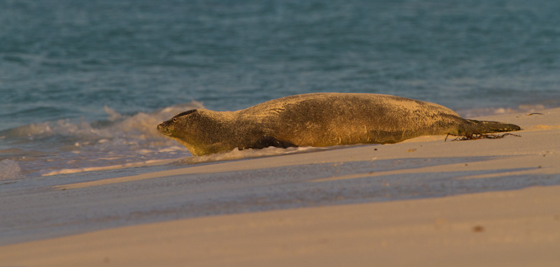 Hawaiian Monk Seal On Beach