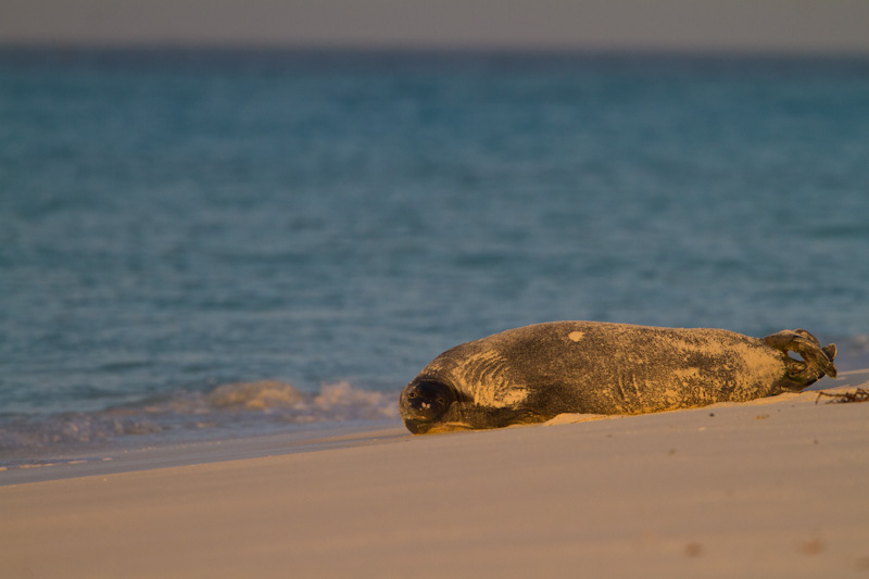 Hawaiian Monk Seal On Beach