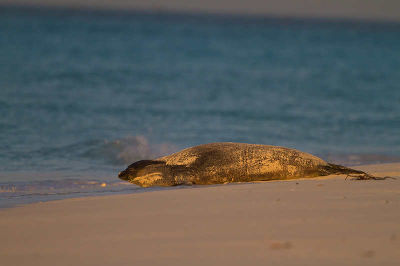 Hawaiian Monk Seal On Beach