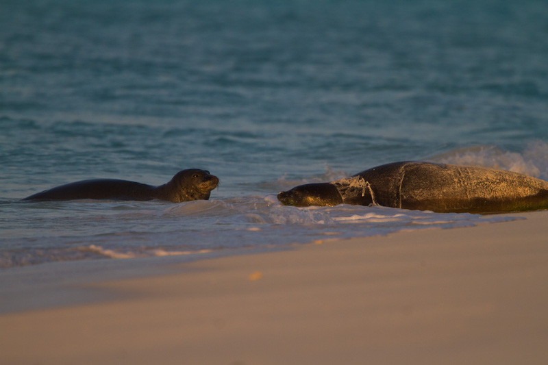 Hawaiian Monk Seals In Surf