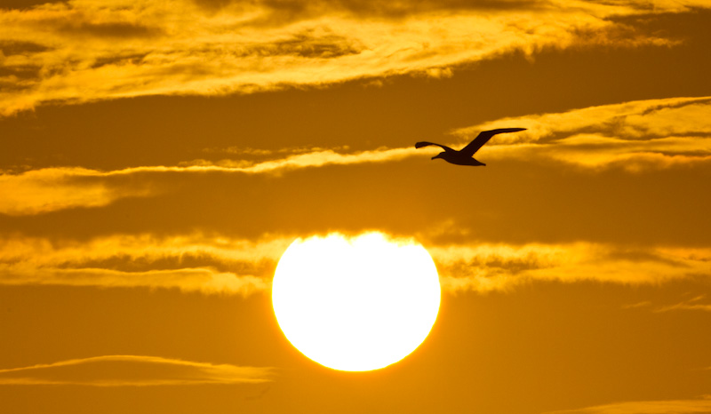 Laysan Albatross Silhouette At Sunset