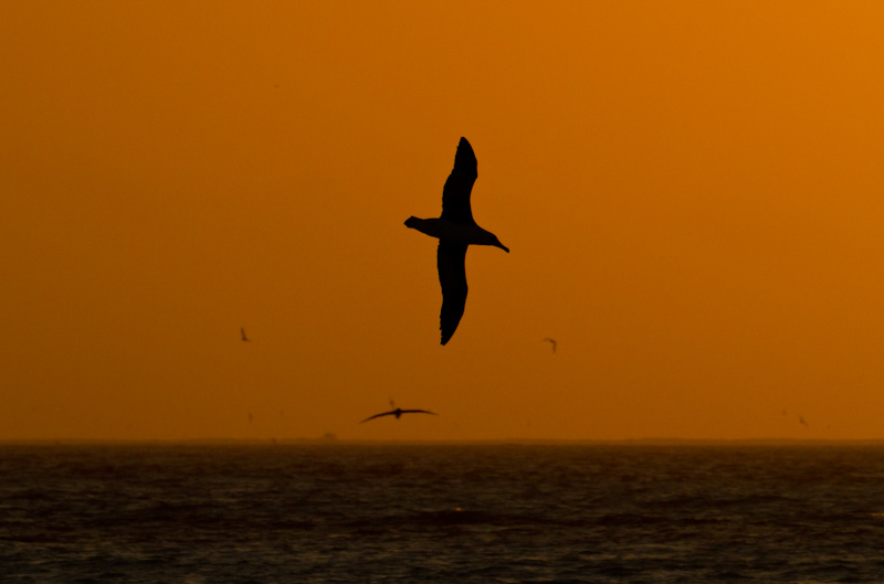Laysan Albatross Silhouette At Sunset