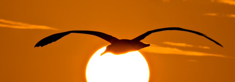 Laysan Albatross Silhouette At Sunset