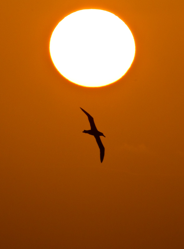 Laysan Albatross Silhouette At Sunset