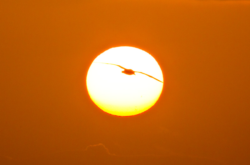 Laysan Albatross Silhouette At Sunset