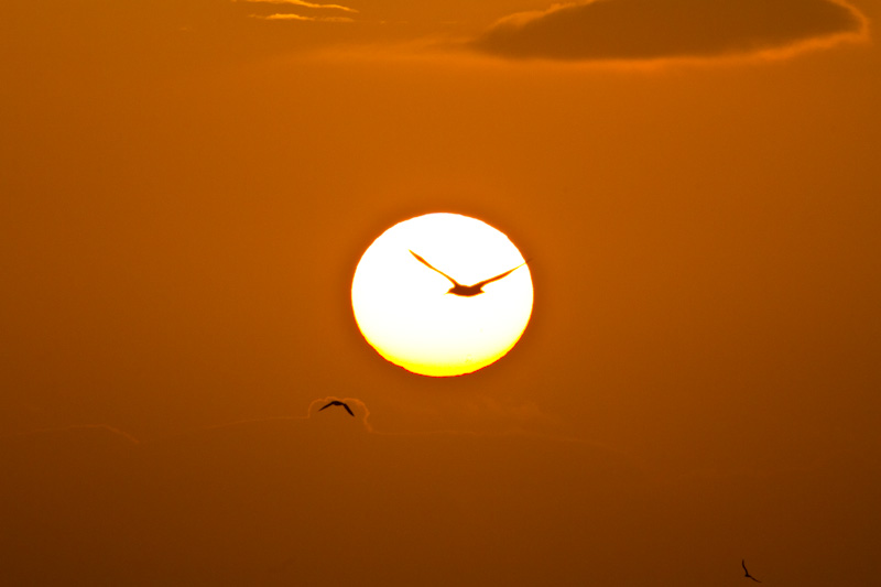 Laysan Albatross Silhouette At Sunset