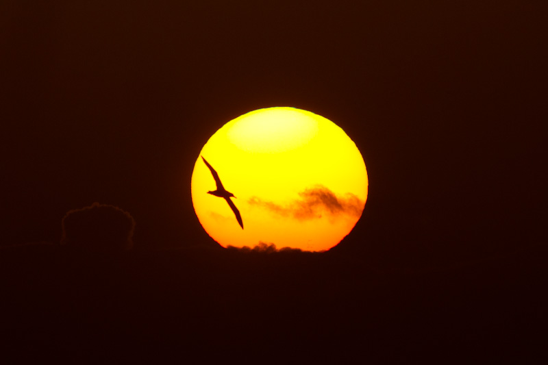 Laysan Albatross Silhouette At Sunset