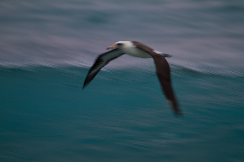 Laysan Albatross In Flight