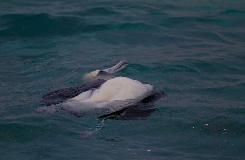 Tsunami Drowned Laysan Albatross