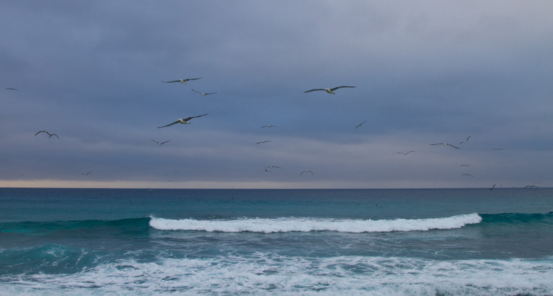 Laysan Albatross Flying Over Breakers